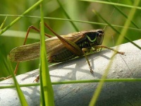 image of cricket