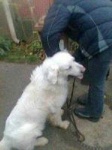 image of kuvasz