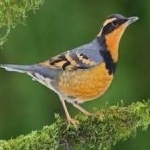 image of bird
