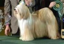 image of tibetan_terrier #2