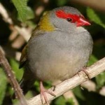 image of bird