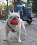 image of french_bulldog #26