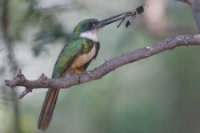 image of jacamar