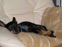 image of miniature_pinscher