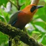 image of bird