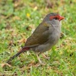 image of bird