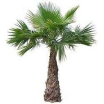 image of palm_tree #15