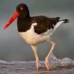image of bird