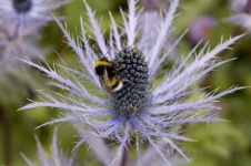 image of alpine_sea_holly #7