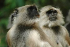 image of langur