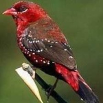 image of strawberry_finch #9