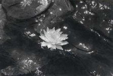 image of water_lilly