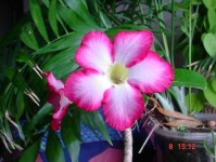 image of flower