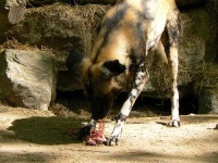 image of african_hunting_dog