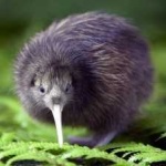 image of bird