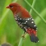 image of strawberry_finch #3