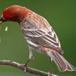 image of bird