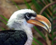 image of hornbill
