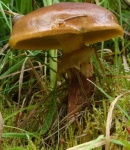 image of mushroom