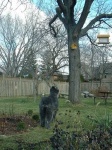 image of bouvier_des_flandres
