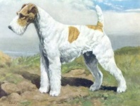 image of wire_haired_fox_terrier