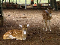 image of animal