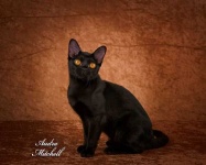 image of animal