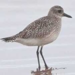 image of bird