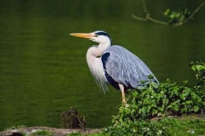 image of heron