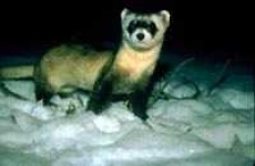 image of black_footed_ferret