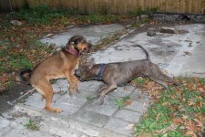 image of american_staffordshire_terrier