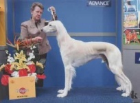 image of saluki