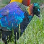 image of bird