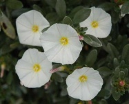 image of flower