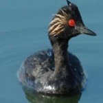 image of bird