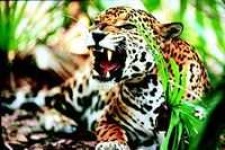 image of jaguar_car