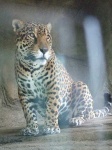 image of jaguar_car
