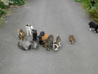 image of feral_cats