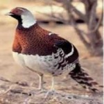 image of bird