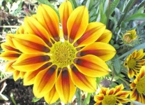 image of flower