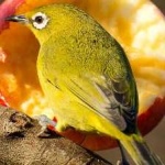 image of bird