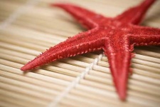 image of starfish