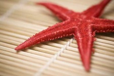 image of starfish #16