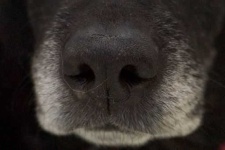 image of dog_nose