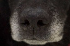 image of dog_nose #11