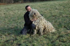 image of komondor