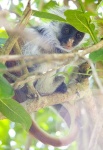 image of colobus #4