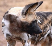 image of african_hunting_dog