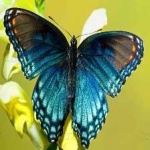 image of animal