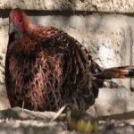 image of bird